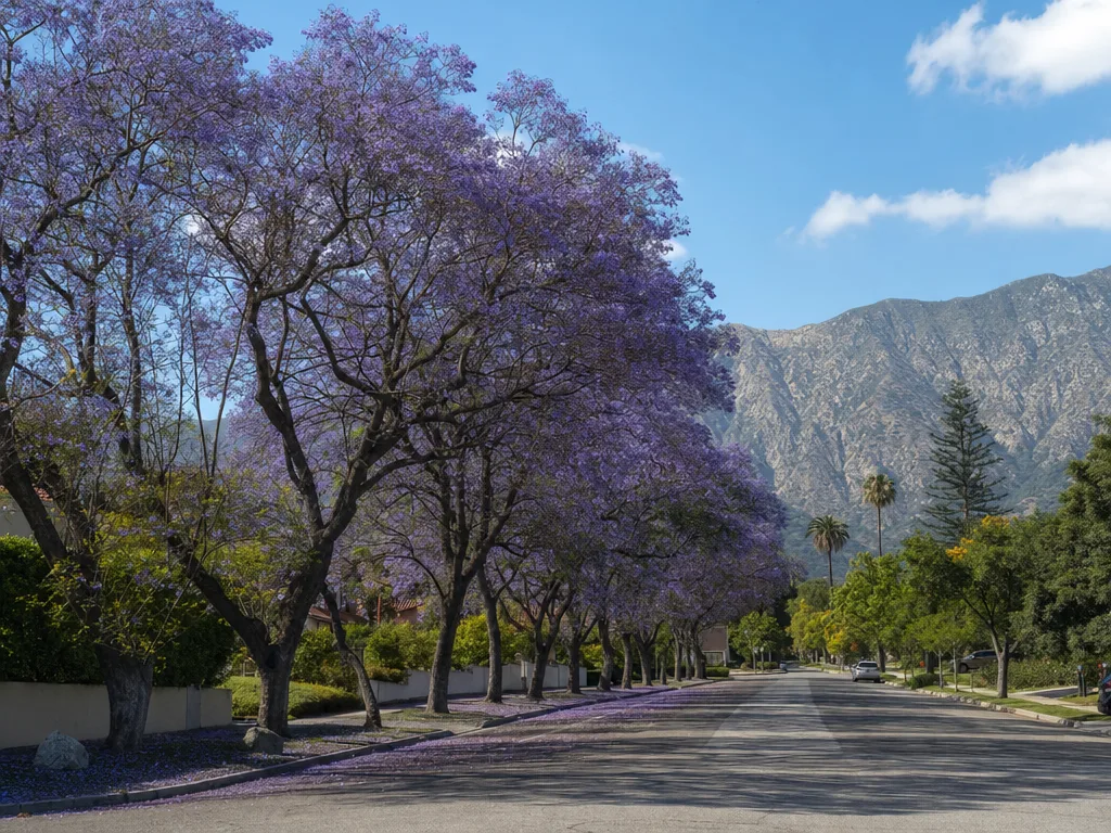 Sierra Madre Wistaria Vine in Sierra Madre, California